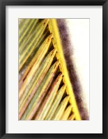 Frond Study I Fine Art Print