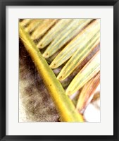 Frond Study II Fine Art Print