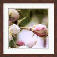 Apple Blossom Fine Art Print