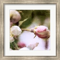 Apple Blossom Fine Art Print