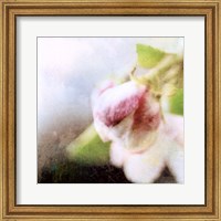 Apple Blossom II Fine Art Print
