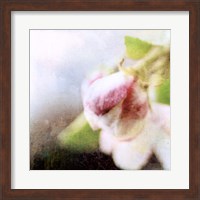 Apple Blossom II Fine Art Print