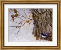 Late Snow Warbler Fine Art Print