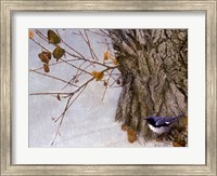 Late Snow Warbler Fine Art Print