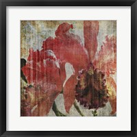 Pacific Orchid I Framed Print