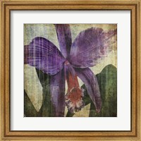 Pacific Orchid II Fine Art Print