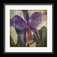 Pacific Orchid II Framed Print