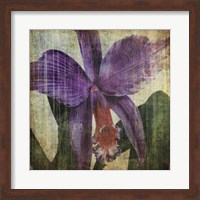Pacific Orchid II Fine Art Print