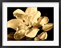Yvoire Flower I Fine Art Print