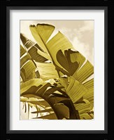 Palm Fronds I Framed Print
