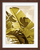 Palm Fronds I Fine Art Print