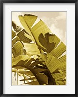 Palm Fronds I Framed Print