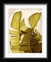 Palm Fronds III Framed Print