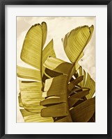Palm Fronds III Framed Print