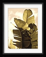 Palm Fronds IV Framed Print