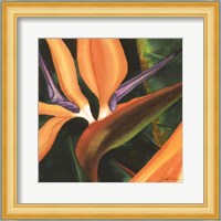 Bird Of Paradise Tile IV Fine Art Print