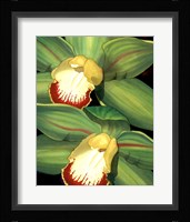 Lime Orchid I Framed Print