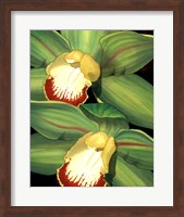 Lime Orchid I Fine Art Print