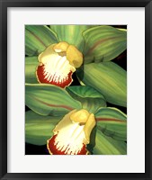 Lime Orchid I Fine Art Print