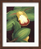 Lime Orchid II Fine Art Print