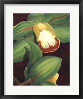 Lime Orchid II Fine Art Print