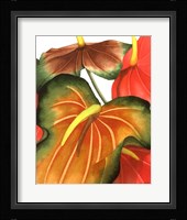 Anthuria I Framed Print