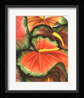 Anthuria II Fine Art Print
