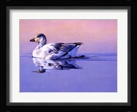 Morning Glory Fine Art Print