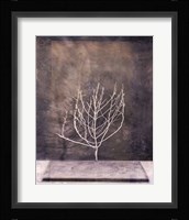 Desert Form II Fine Art Print
