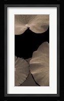 Lotus II Framed Print
