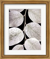 Leaf Design I Fine Art Print