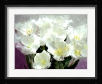 Sunlit Tulips I Framed Print