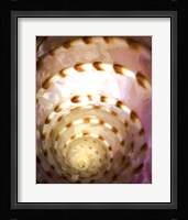 Shell Extraction I Fine Art Print