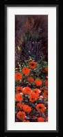 Dahlia Garden II Fine Art Print