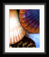 Shell Extraction IV Fine Art Print