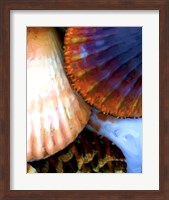 Shell Extraction IV Fine Art Print