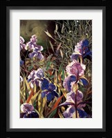 Iris Garden II Framed Print