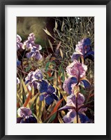 Iris Garden II Fine Art Print