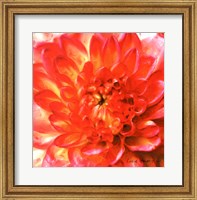 Painterly Flower II Fine Art Print