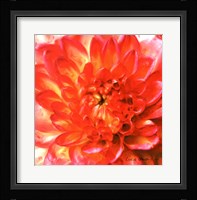 Painterly Flower II Fine Art Print