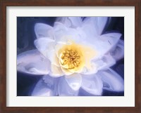 Painterly Flower III Fine Art Print