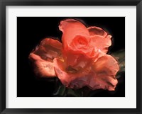 Painterly Flower IV Fine Art Print