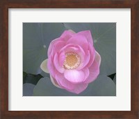 Blushing Lotus I Fine Art Print