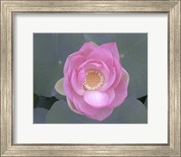 Blushing Lotus I Fine Art Print