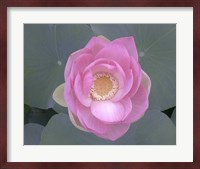 Blushing Lotus I Fine Art Print