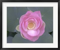 Blushing Lotus I Fine Art Print