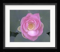 Blushing Lotus I Fine Art Print