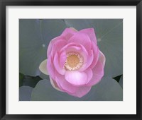 Blushing Lotus I Fine Art Print