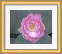 Blushing Lotus I Fine Art Print