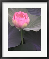 Blushing Lotus II Fine Art Print